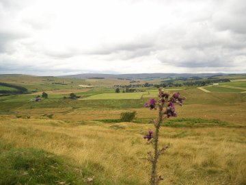 Elsdon
